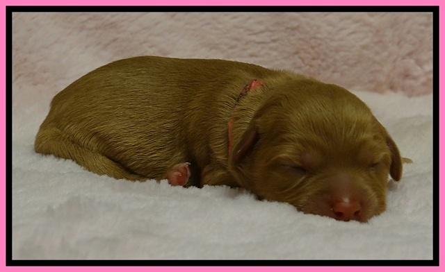 JB pups 1 day old 26