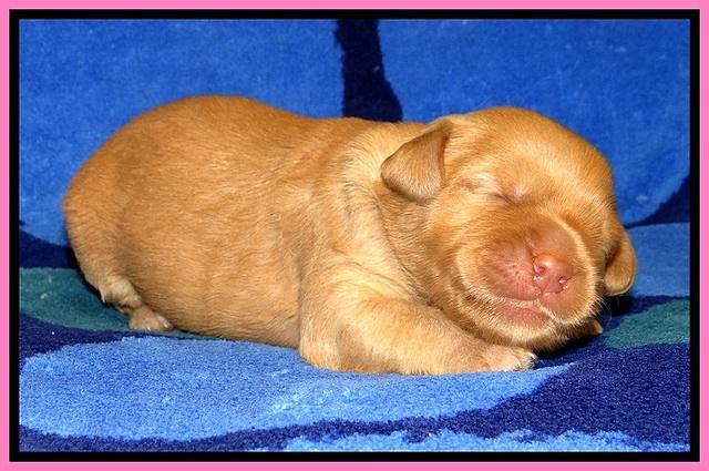 JBR pups 1 wk old 1