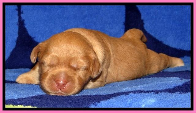 JBR pups 1 wk old 2