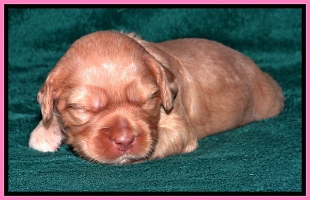 JBR pups 2 wks old 1