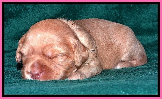 JBR pups 2 wks old 4