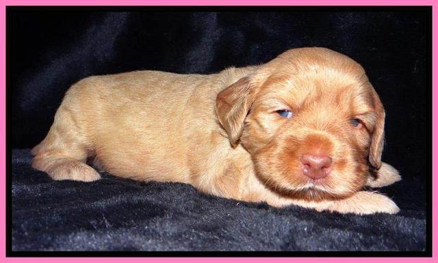 JBR pups 3 wks old 21
