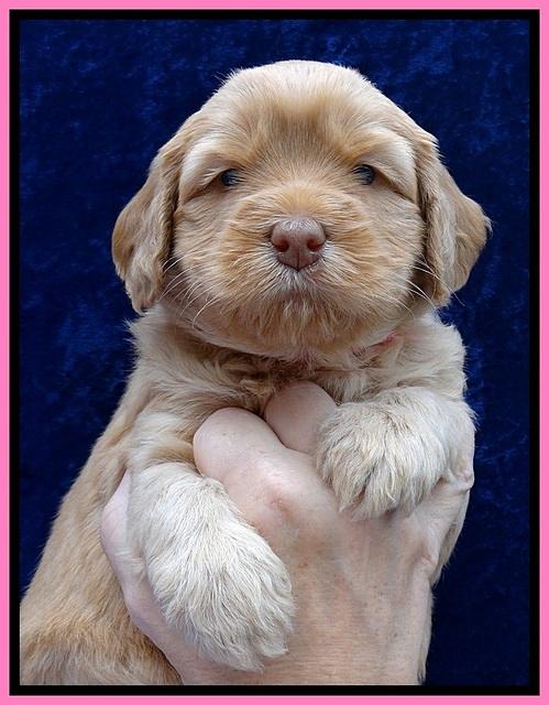 JBR pups 4 wks old 2
