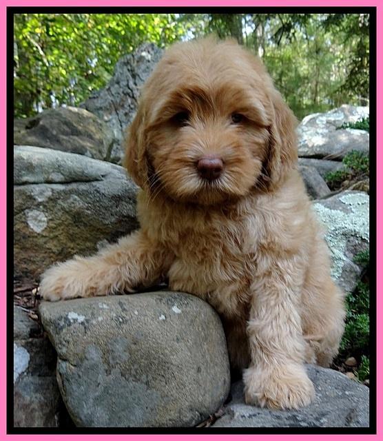 JR pups 8 wks old 31