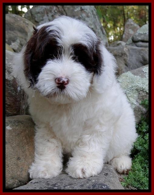 JB pups 8 wks old 9