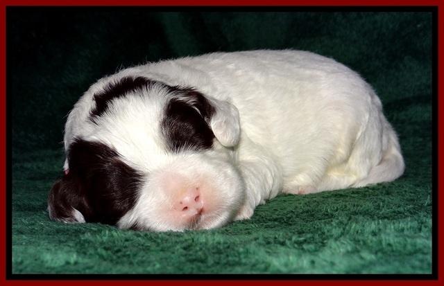 JBR pups 2 wks old 14