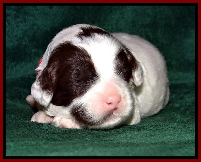 JBR pups 2 wks old 15