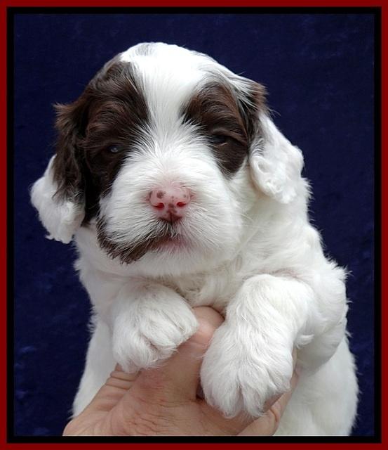 JBR pups 4 wks old 10