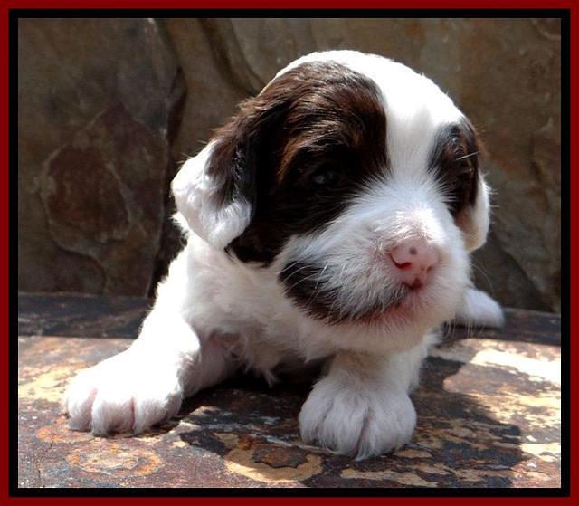 Jbr pups 3 wks old 7