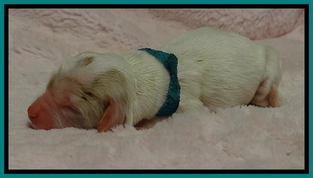 JB pups 1 day old 22
