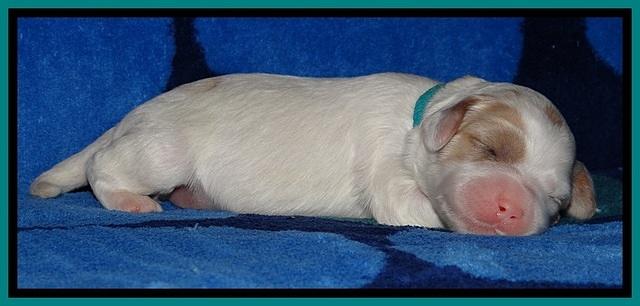 JBR pups 1 wk old 21