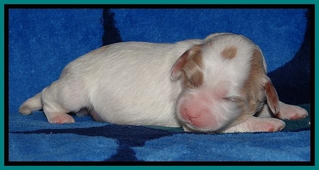 JBR pups 1 wk old 22