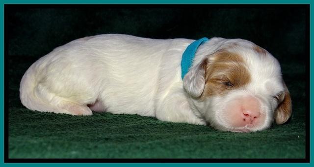 JBR pups 2 wks old 24