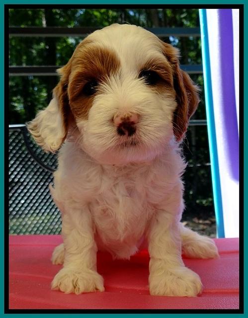 JBR pups 5 wks old 22