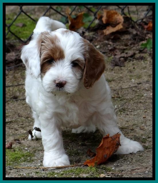 JBR pups 6 wks old 9