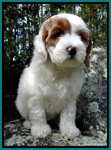 JBR pups 8 wks old 72