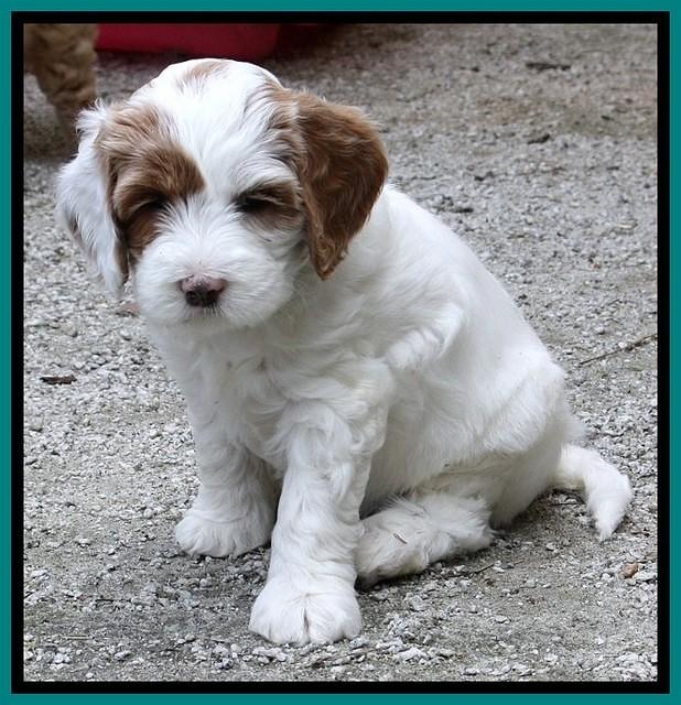 JRB pups 7.5 wks old 650