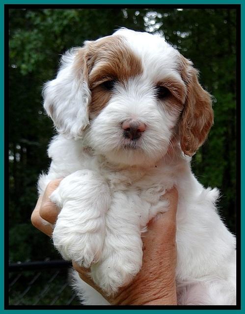 jbr pups 6 wks old faces 111