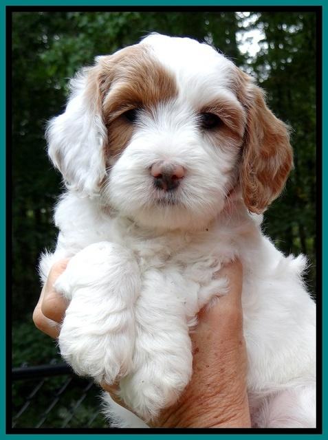 jbr pups 6 wks old faces 121