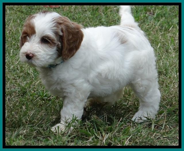 jbr pups 7 wks old 1100