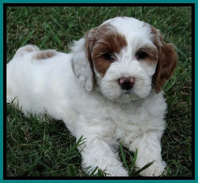 jbr pups 7 wks old 9100