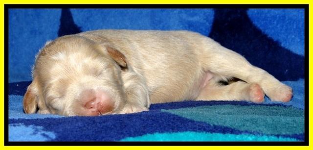 JBR pups 1 wk old 13