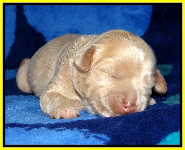 JBR pups 1 wk old 15