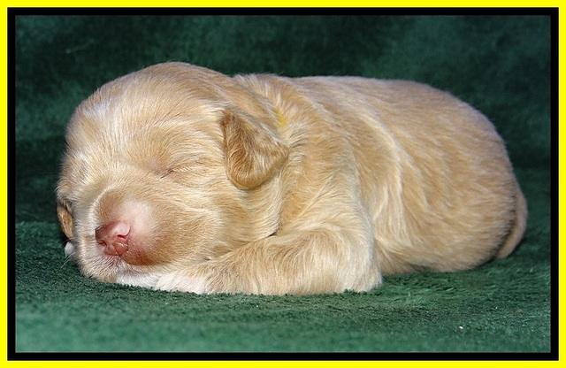 JBR pups 2 wks old 17