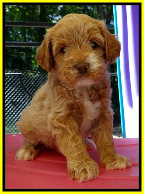 JBR pups 5 wks old 15