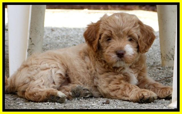 JBR pups 7 wks old 81