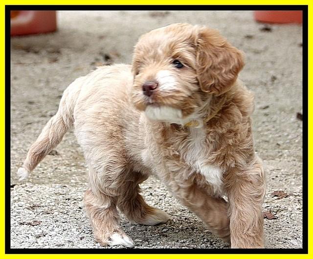 JRB pups 7.5 wks old 350