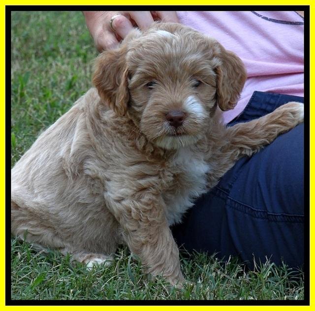 jbr pups 7 wks old 3100