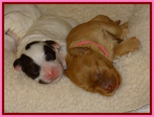 JB pups 5 days old group 1