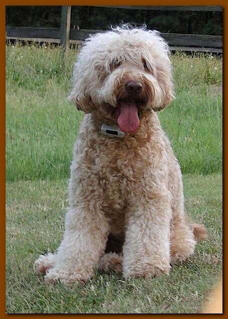 Rascal new doo 2 years old 006