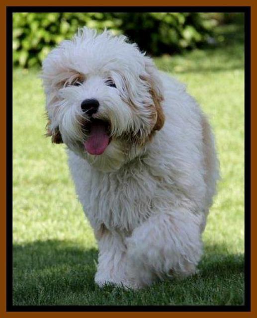 Buster 034