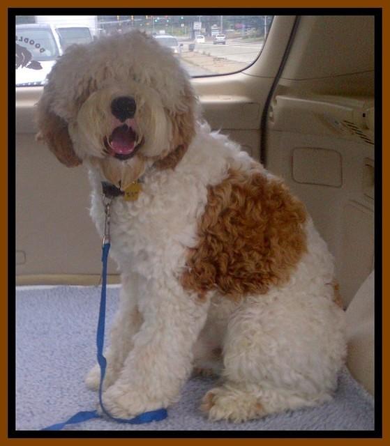 Buster sit new hair cut