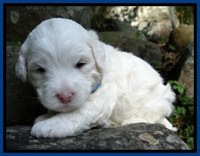 Jolie Buster 3 wks old 11