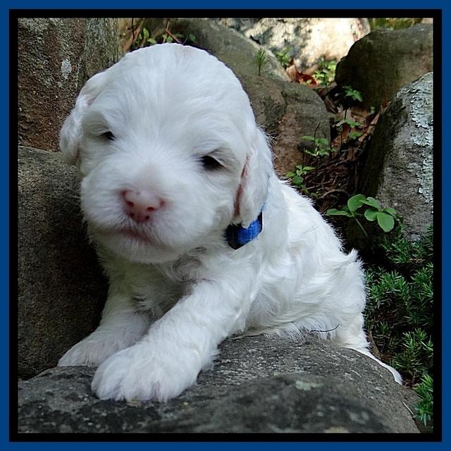 Jolie Buster 3 wks old 41