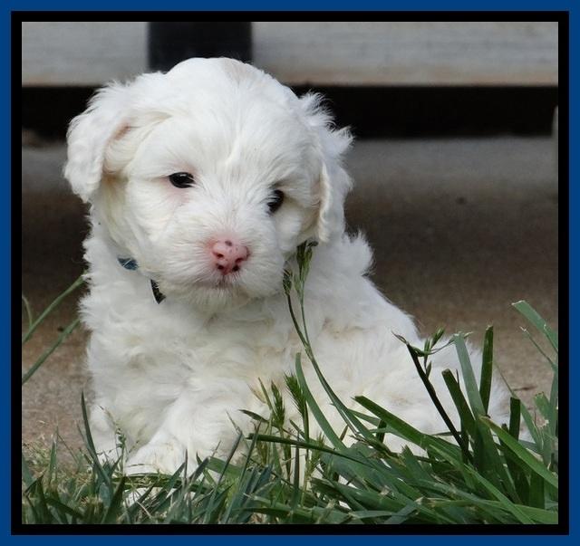 Jolie Buster 5 wks old 10