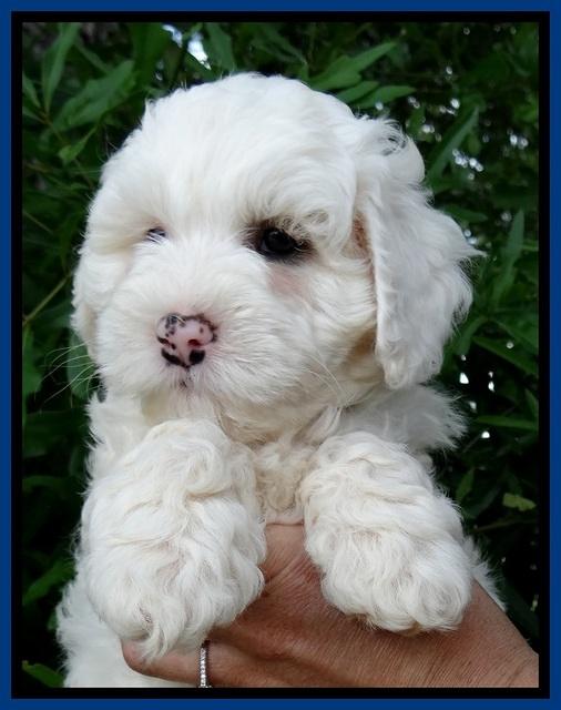 Jolie Buster 7 wks old 41