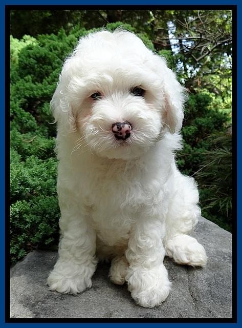 Jolie Buster 8 weeks old 21