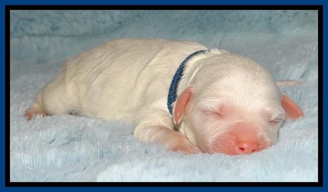 Jolie Buster puppies newborn 9 11