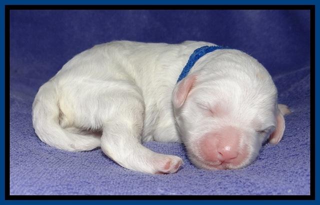Jolie Buster pups 1 wk old 31