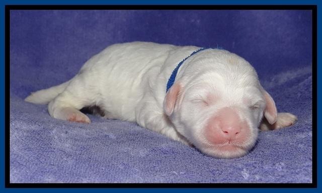 Jolie Buster pups 1 wk old 51