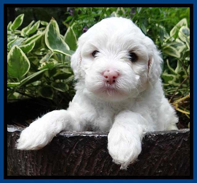 Jolie Buster pups 4 wks old 40