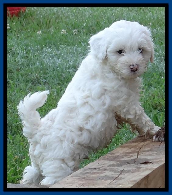 Jolie Buster pups 6.5 wks old 121