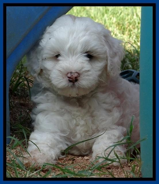 Jolie Buster pups 6.5 wks old 131