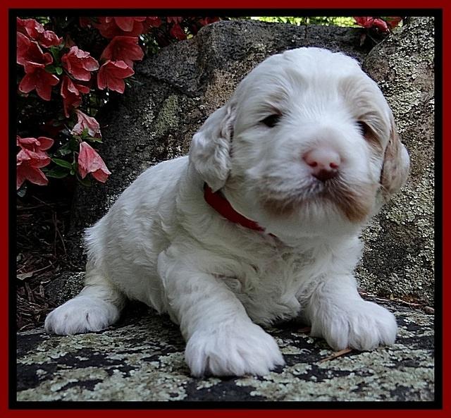 Jolie Buster 3 wks old 101