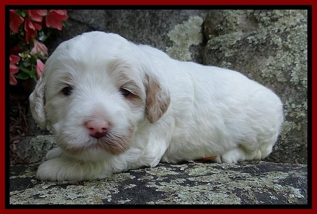 Jolie Buster 3 wks old 111