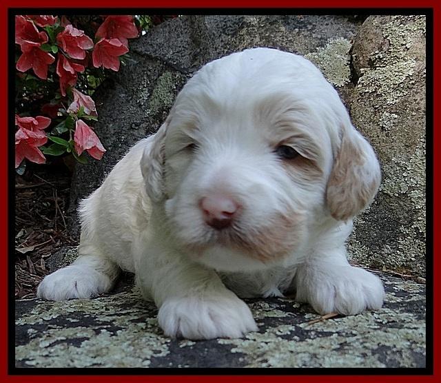 Jolie Buster 3 wks old 121